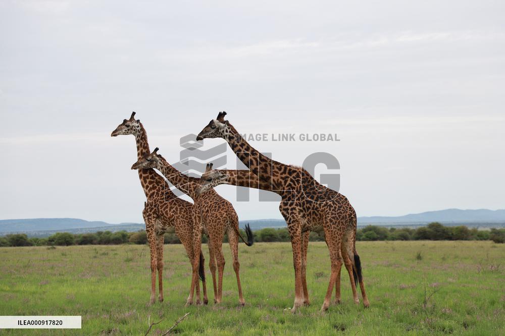 TANZANIA-SERENGETI NATIONAL PARK