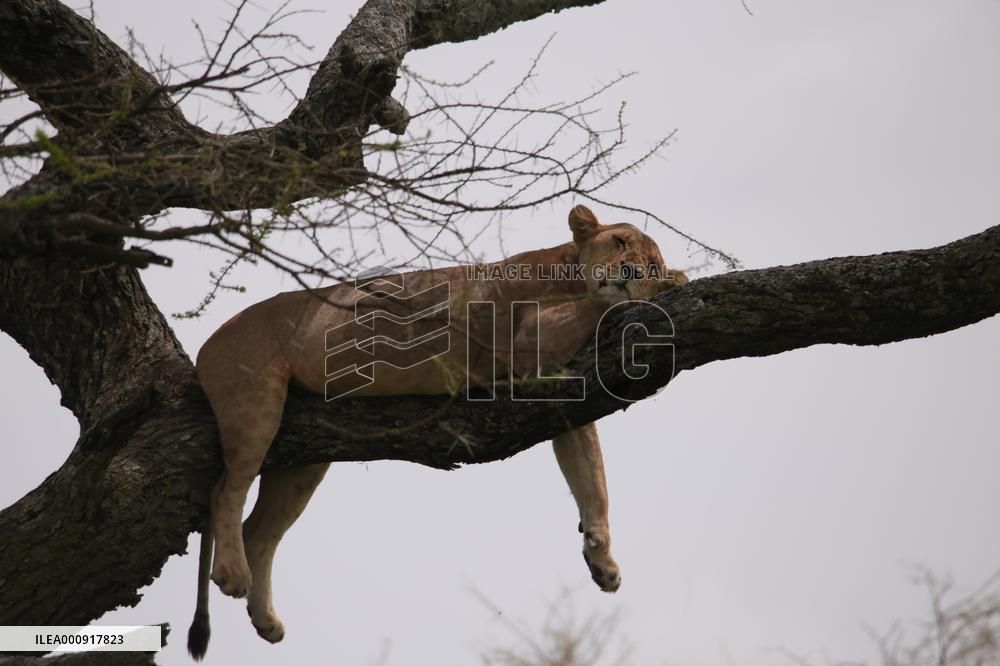 TANZANIA-SERENGETI NATIONAL PARK