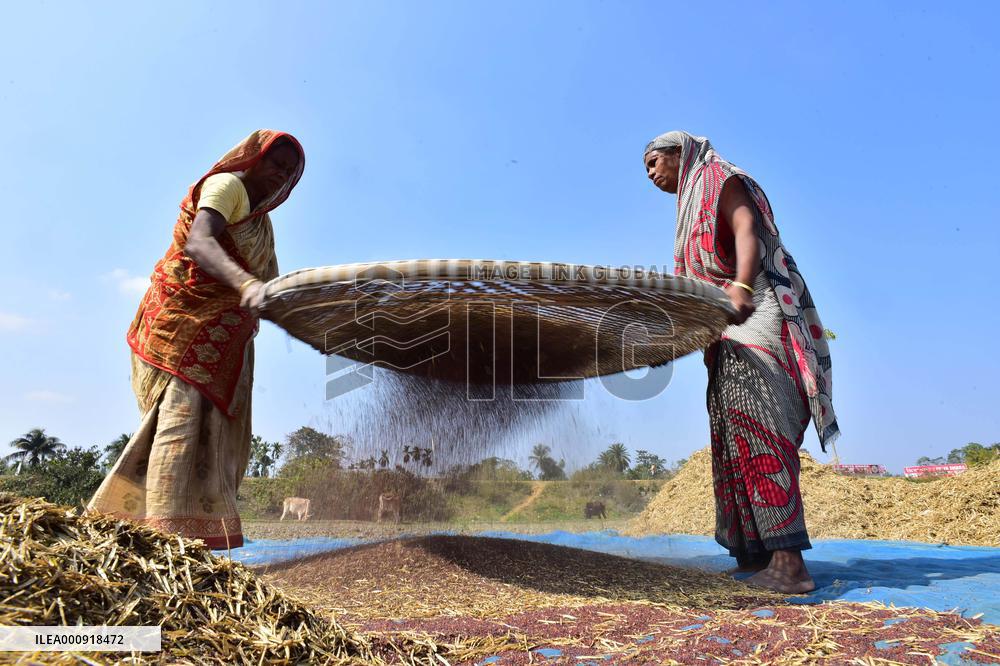 INDIA-ASSAM-NAGAON-MUSTARD HARVESTING