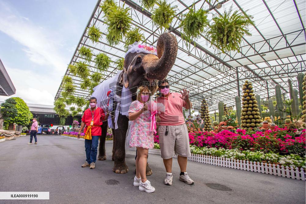 THAILAND-PATTAYA-ELEPHANTS-WEDDING-VALENTINE'S DAY