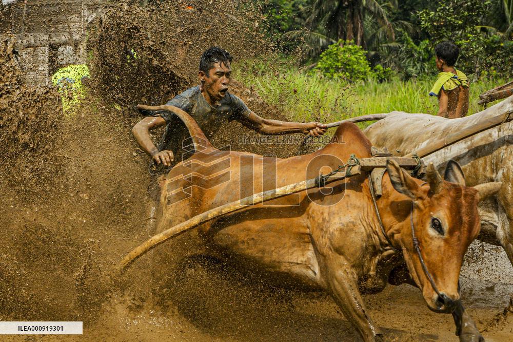 INDONESIA-WEST SUMATRA-PACU JAWI