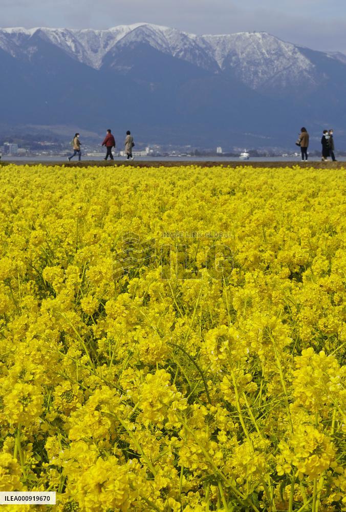 Yellow flowers in Shiga