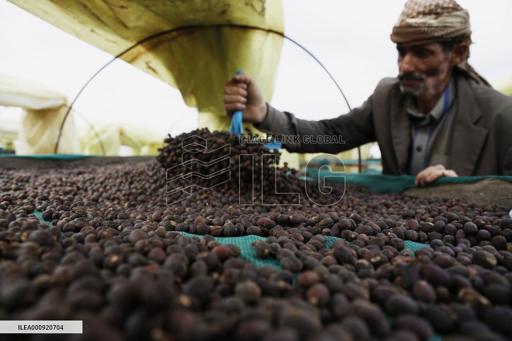 YEMEN-SANAA-COFFEE BEANS-HARVEST