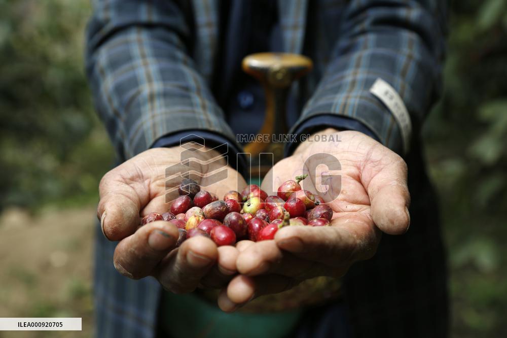 YEMEN-SANAA-COFFEE BEANS-HARVEST