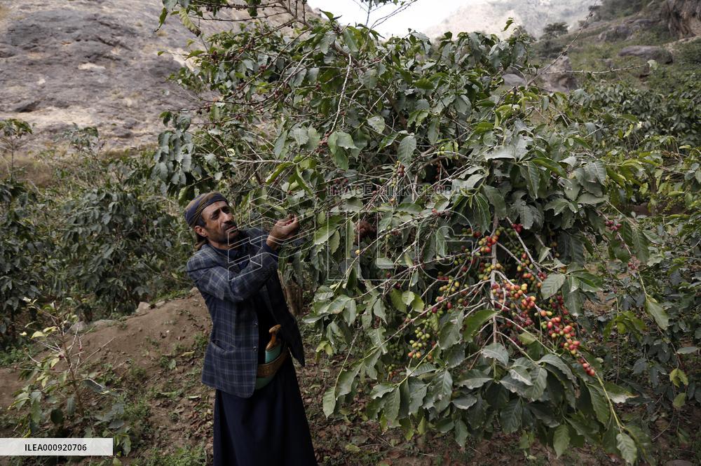 YEMEN-SANAA-COFFEE BEANS-HARVEST