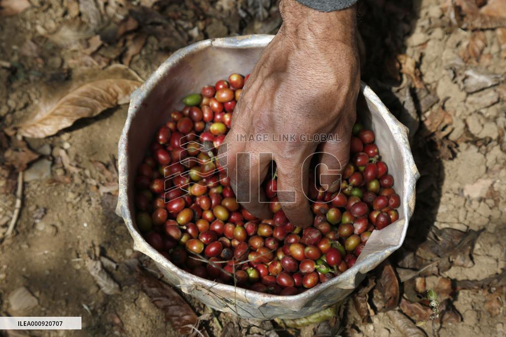 YEMEN-SANAA-COFFEE BEANS-HARVEST