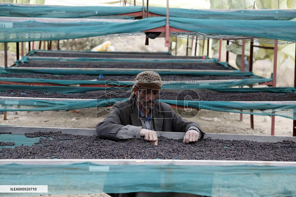 YEMEN-SANAA-COFFEE BEANS-HARVEST