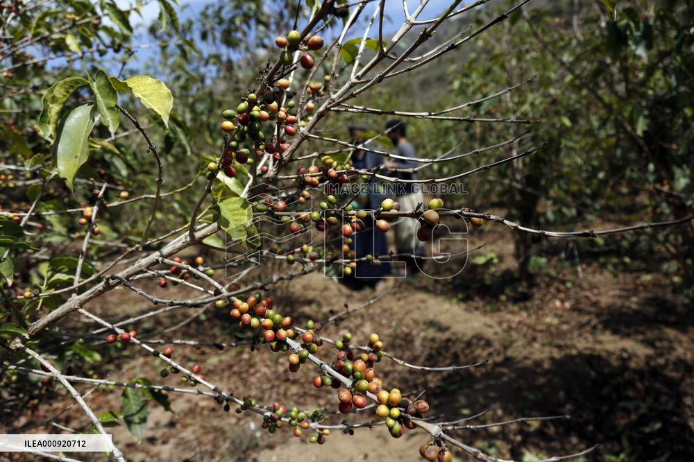 YEMEN-SANAA-COFFEE BEANS-HARVEST