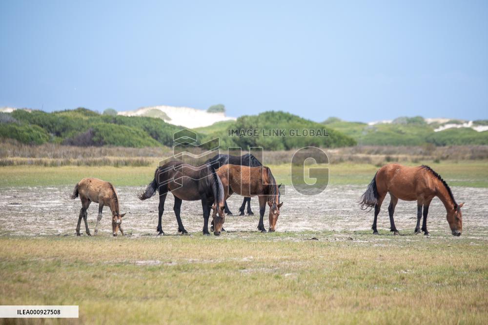SOUTH AFRICA-ROOISAND NATURE RESERVE-WILD HORSES
