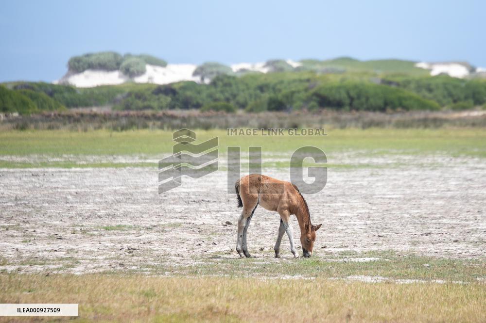 SOUTH AFRICA-ROOISAND NATURE RESERVE-WILD HORSES