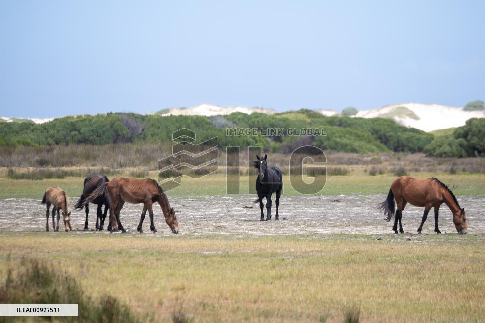 SOUTH AFRICA-ROOISAND NATURE RESERVE-WILD HORSES