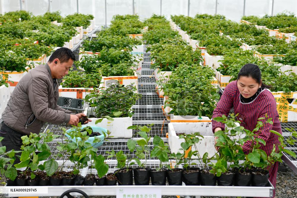 CHINA-GUIZHOU-RONGJIANG-SPRING PLOUGHING(CN)