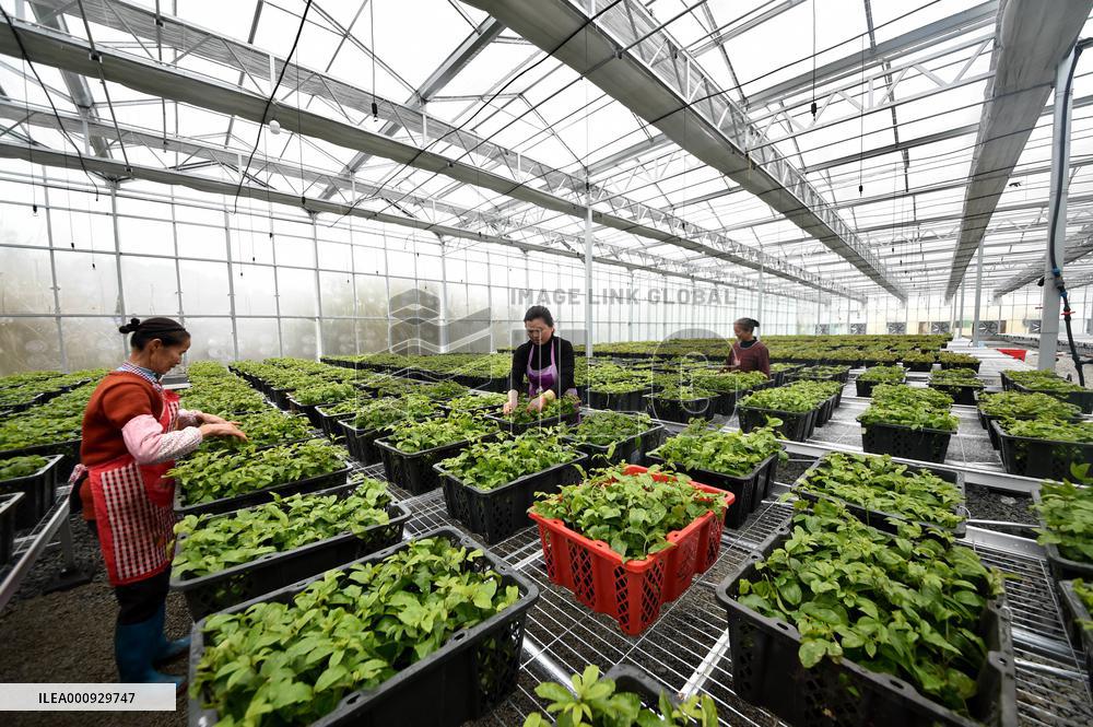 CHINA-GUIZHOU-RONGJIANG-SPRING PLOUGHING(CN)