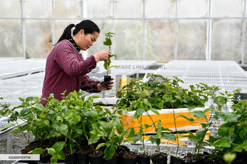 CHINA-GUIZHOU-RONGJIANG-SPRING PLOUGHING(CN)