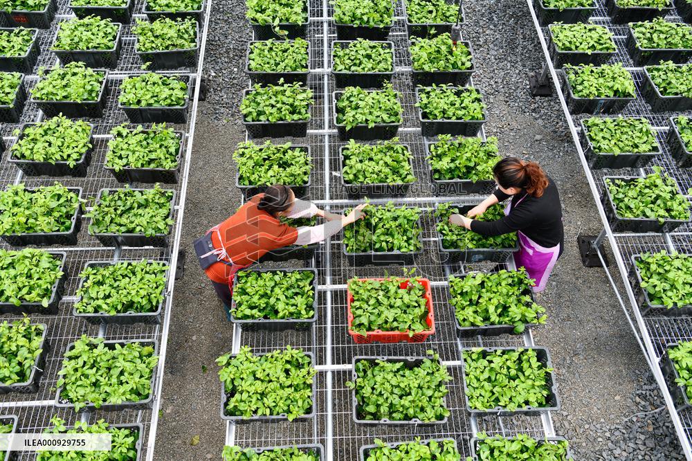 CHINA-GUIZHOU-RONGJIANG-SPRING PLOUGHING(CN)