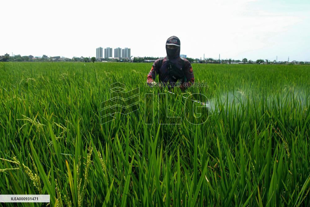 INDONESIA-JAKARTA-PADDY FIELD-PESTICIDE