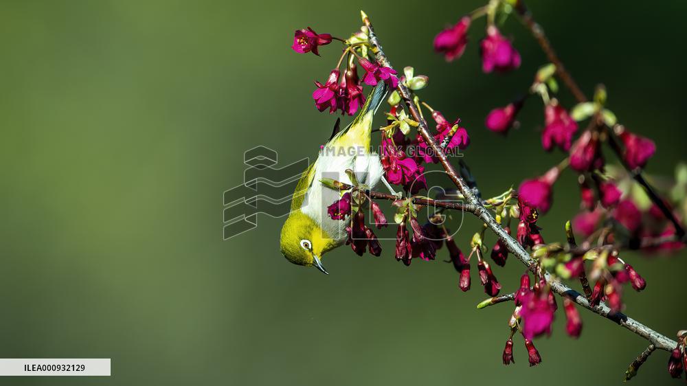 CHINA-FUJIAN-FUZHOU-BIRD-CHERRY BLOSSOMS (CN)