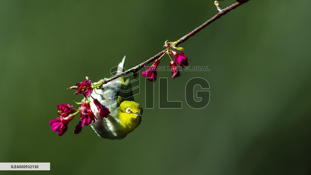 CHINA-FUJIAN-FUZHOU-BIRD-CHERRY BLOSSOMS (CN)