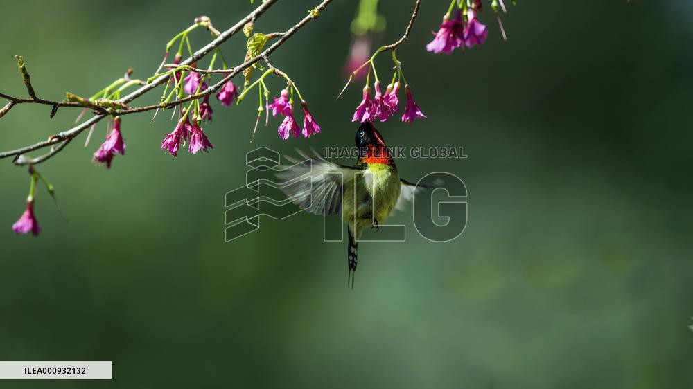 CHINA-FUJIAN-FUZHOU-BIRD-CHERRY BLOSSOMS (CN)