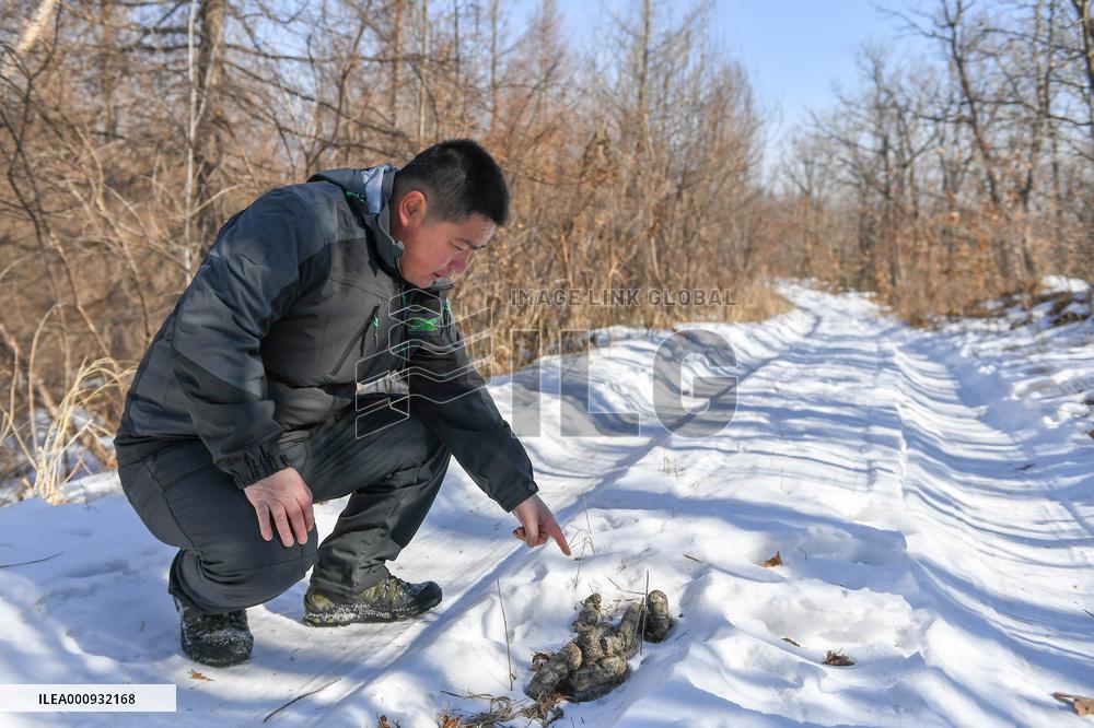 CHINA-JILIN-WILD ANIMALS-PROTECTION (CN)