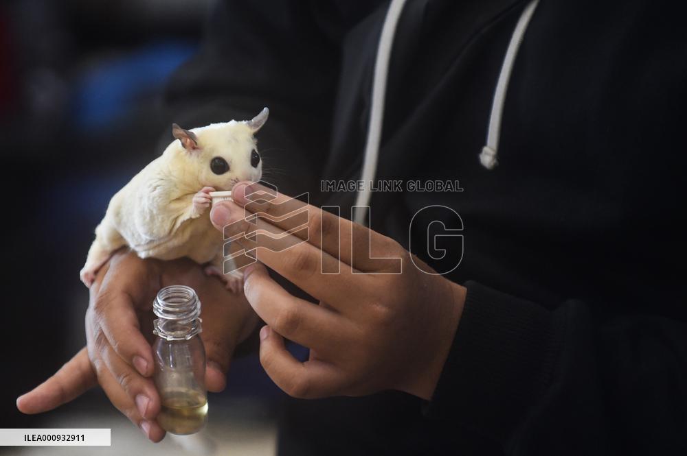 INDONESIA-TANGERANG-SUGAR GLIDER-REGIONAL COMPETITION