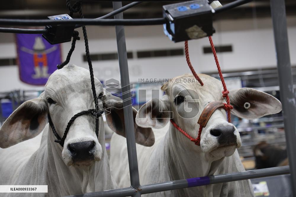U.S.-TEXAS-HOUSTON LIVESTOCK SHOW AND RODEO-OPENING
