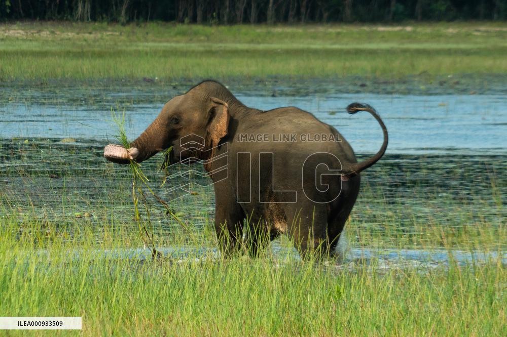 SRI LANKA-WILPATTU NATIONAL PARK