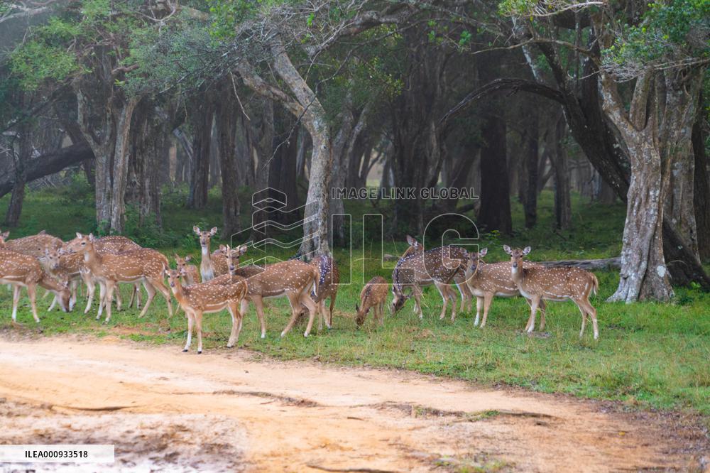 SRI LANKA-WILPATTU NATIONAL PARK