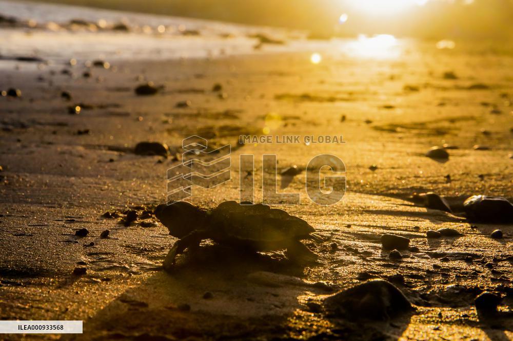PHILIPPINES-CAVITE PROVINCE-SEA TURTLE HATCHERY FACILITY
