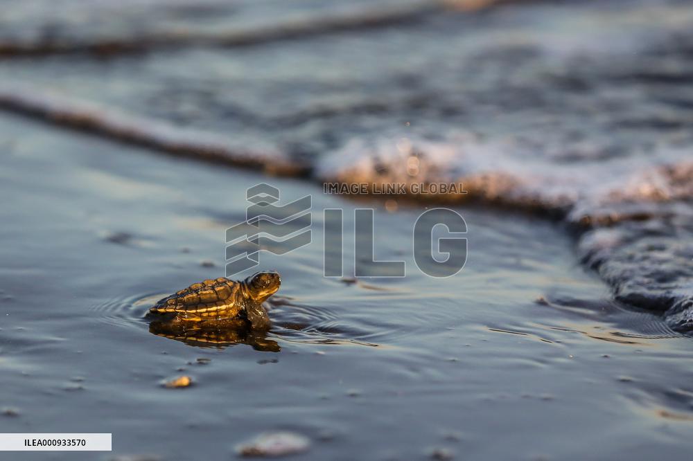 PHILIPPINES-CAVITE PROVINCE-SEA TURTLE HATCHERY FACILITY