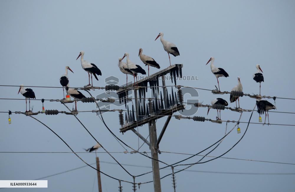 ISRAEL-BEIT SHE'AN-STORKS