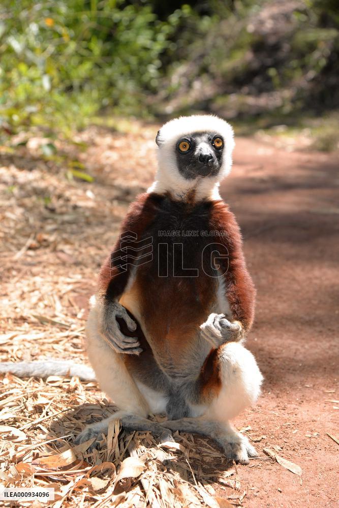 MADAGASCAR-ANTANANARIVO-LEMURS