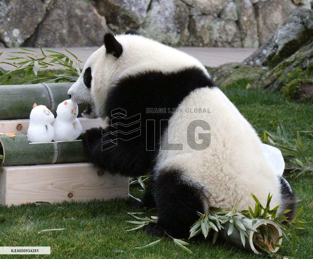 Giant panda Fuhin
