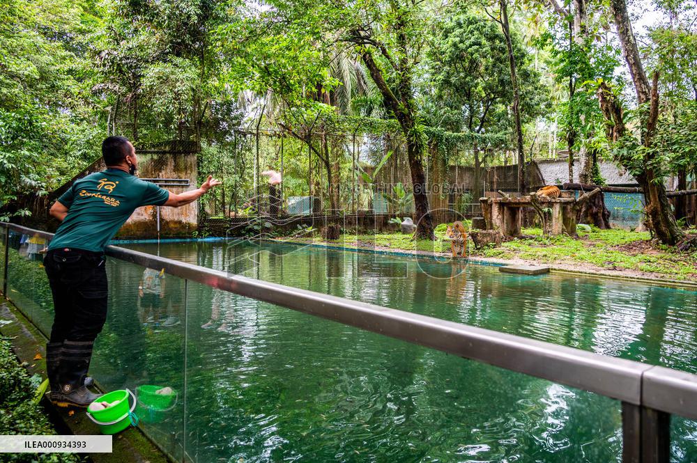 MALAYSIA-ZOO NEGARA-MALAYAN TIGERS