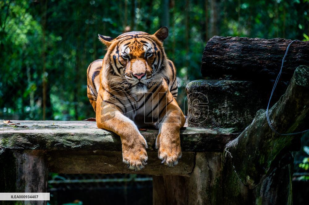 MALAYSIA-ZOO NEGARA-MALAYAN TIGERS