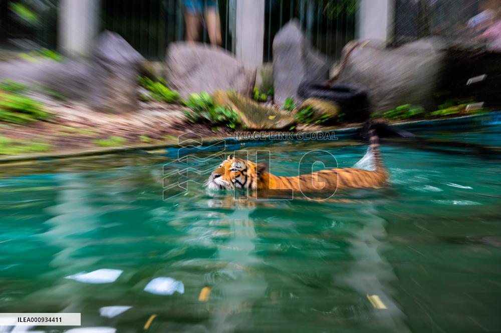 MALAYSIA-ZOO NEGARA-MALAYAN TIGERS