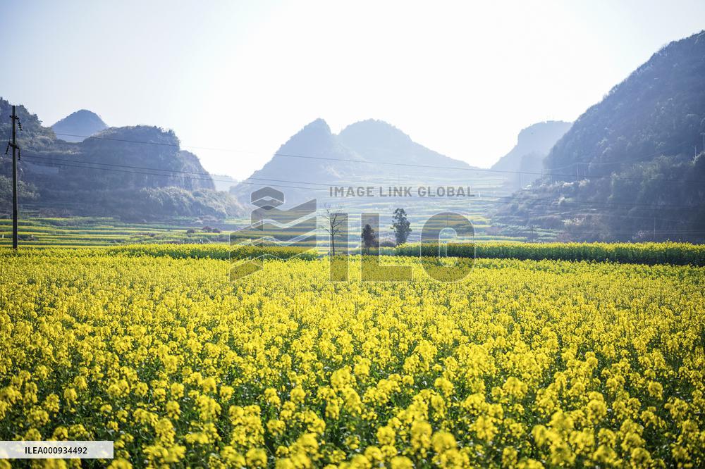 CHINA-GUIZHOU-LIUPANSHUI-COLE FLOWERS (CN)