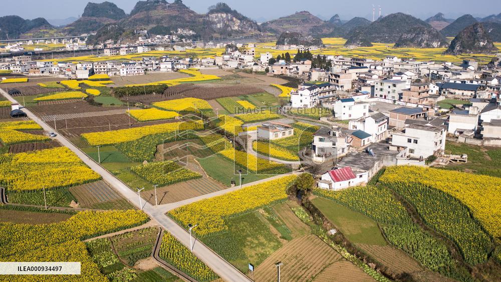 CHINA-GUIZHOU-LIUPANSHUI-COLE FLOWERS (CN)