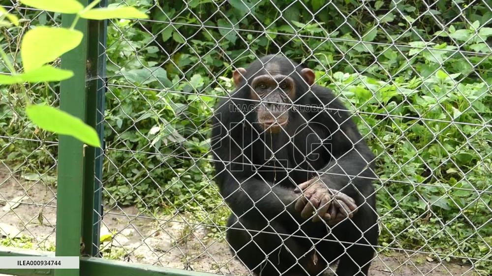 DR Congo provides sanctuary to orphaned primates