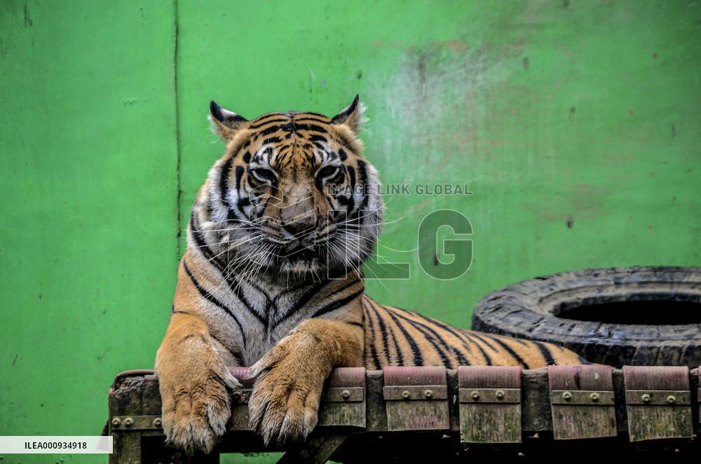 INDONESIA-BOGOR-SUMATRAN TIGER-ANIMAL SANCTUARY
