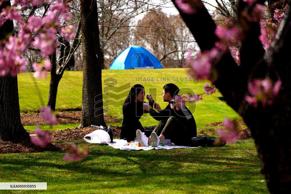 CHINA-SHANGHAI-SPRING-JINGZHE-FLOWER (CN)