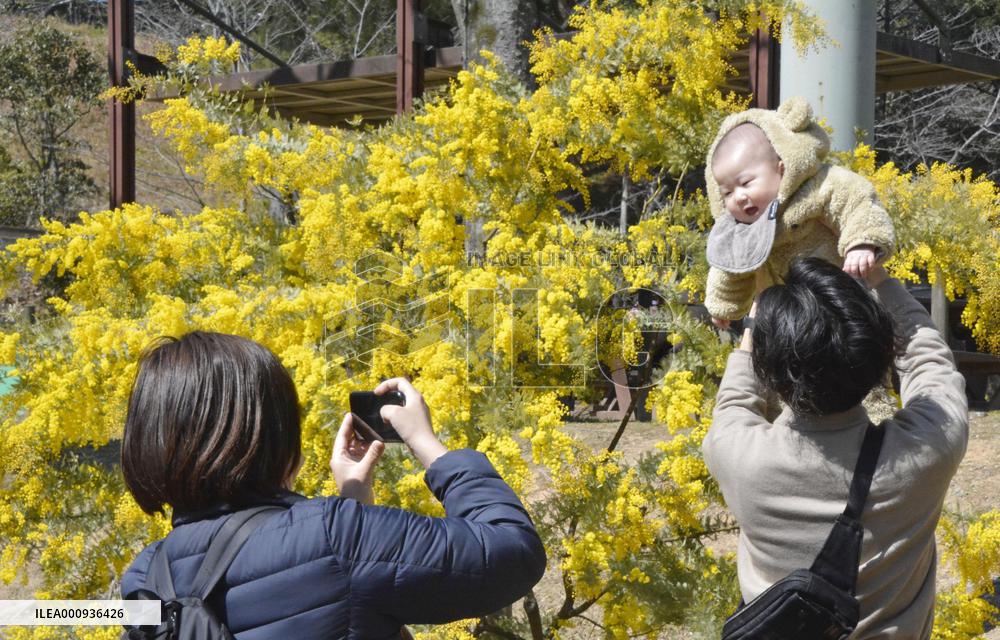 Mimosa in full bloom at park in southwestern Japan city