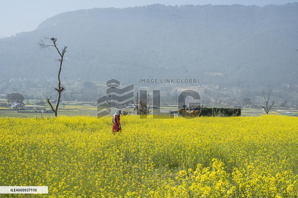 NEPAL-LALITPUR-MUSTARD