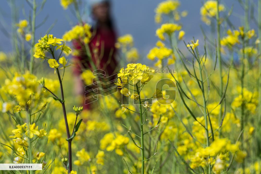 NEPAL-LALITPUR-MUSTARD