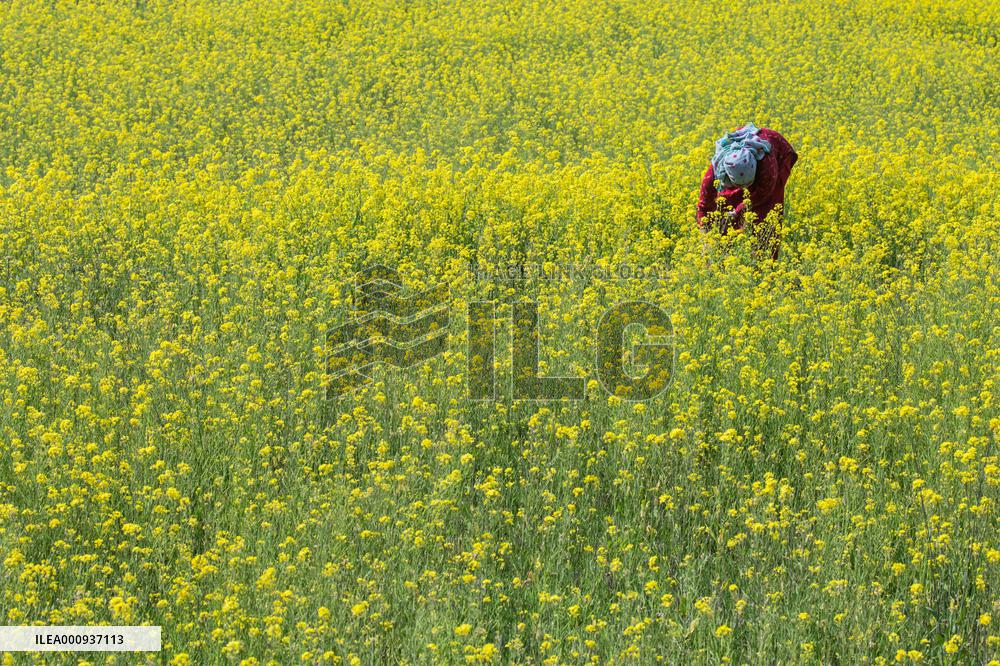 NEPAL-LALITPUR-MUSTARD