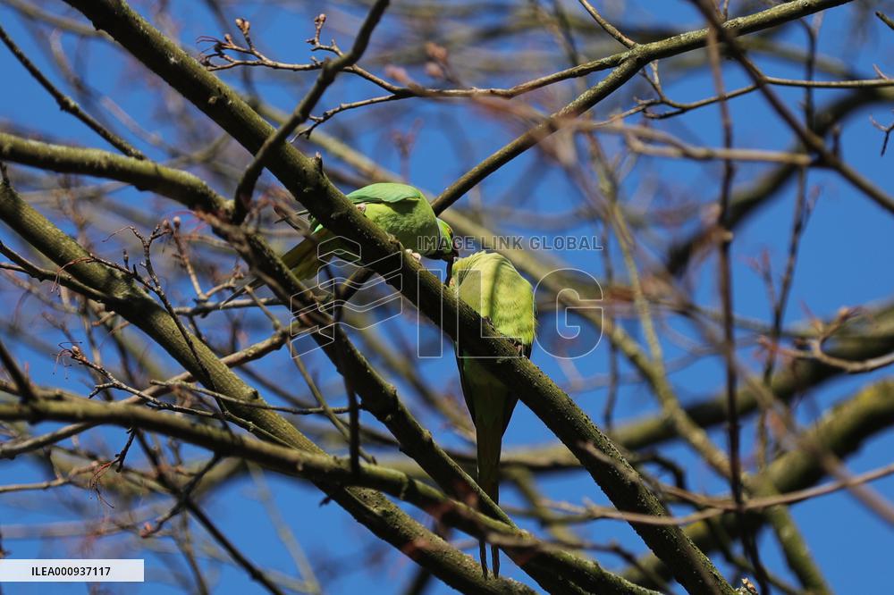 BELGIUM-BRUSSELS-SPRING