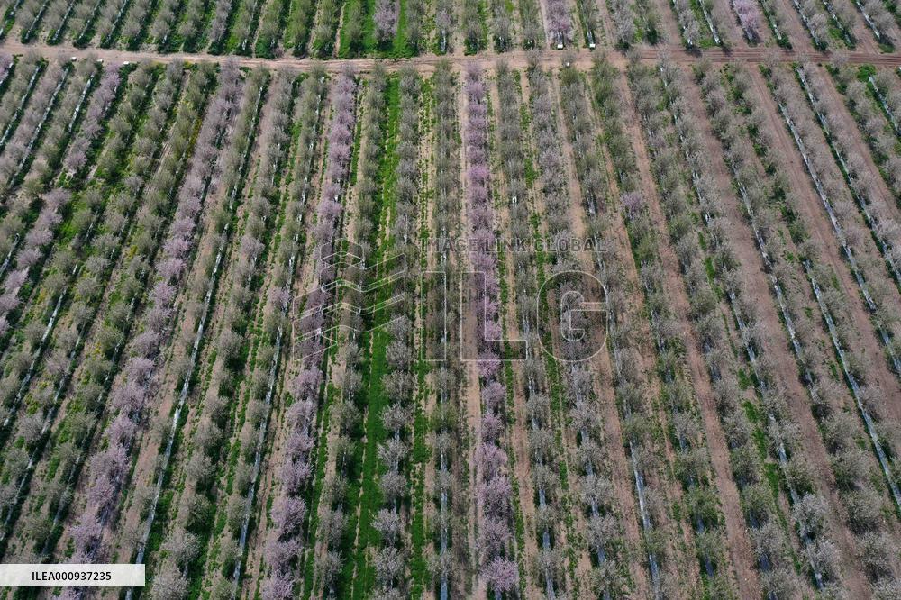 ISRAEL-MODIIN-SPRING-ALMOND TREE-BLOSSOM