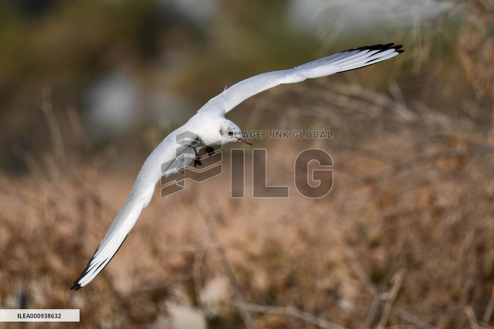 KUWAIT-BIRDS-BLACK-HEADED GULLS