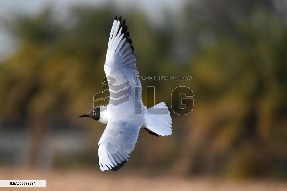 KUWAIT-BIRDS-BLACK-HEADED GULLS