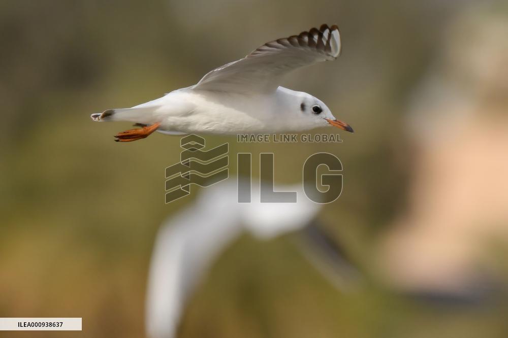 KUWAIT-BIRDS-BLACK-HEADED GULLS